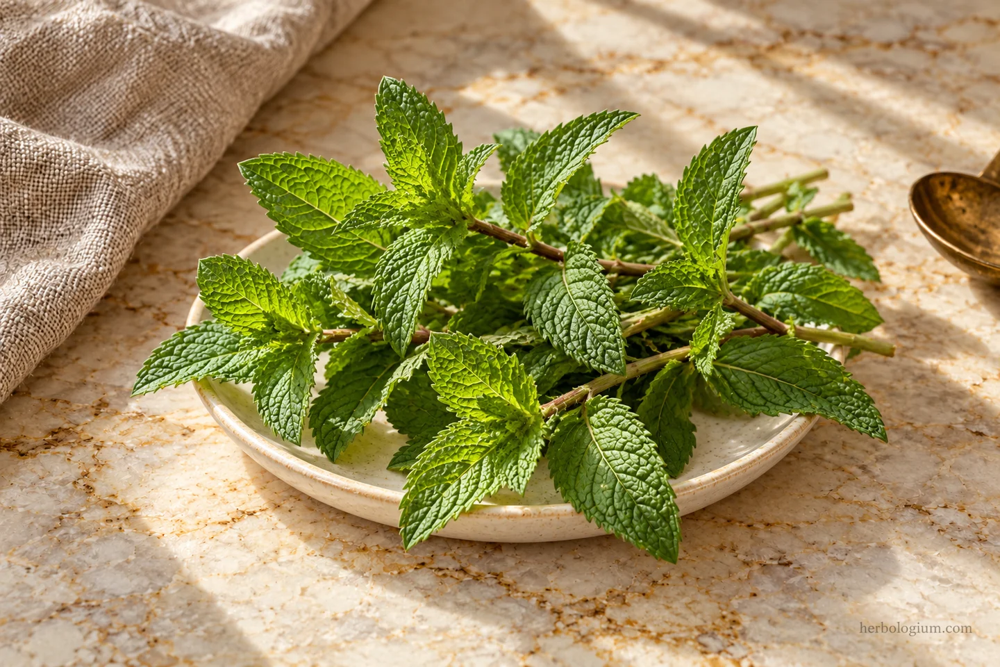 AI-generated ingredient still life of serrated spearmint leaves on an ivory dish beside flax linen.